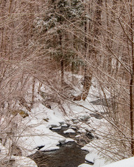 snowy forest stream