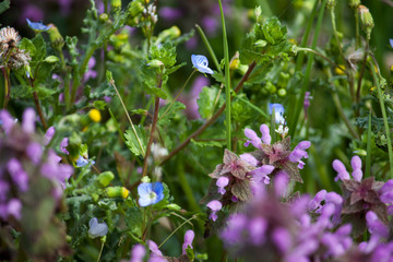 Fiori di campo