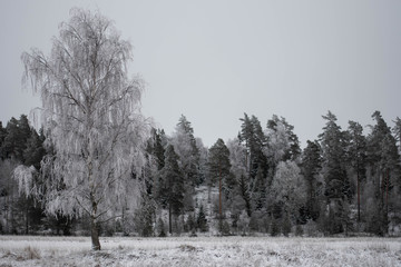 ice and snow covered tree