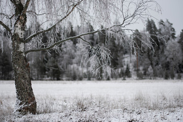 snow covered tree
