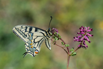 Papilionidae / Kırlangıçkuyruk / / Papilio machaon