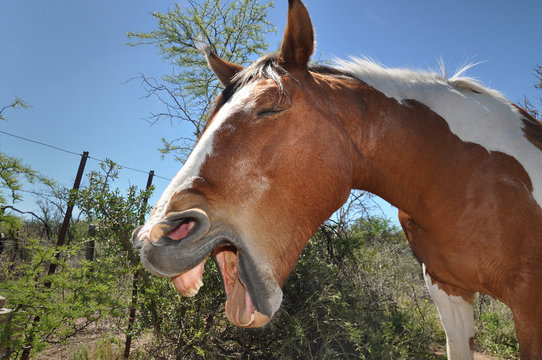 caballo bostezando con humor