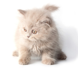 Kitten, British Longhair, isolated on a white background.