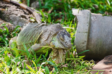 Rhinoceros Iguana (Cyclura cornuta) in the nature for animals and wildlife concept