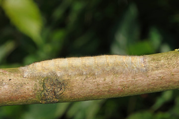 Phyllodesma tremulifolia (HÜBNER, [1810]) Eichenglucke, Raupe DE, RLP, Starkenburg, Mosel 03.07.2016