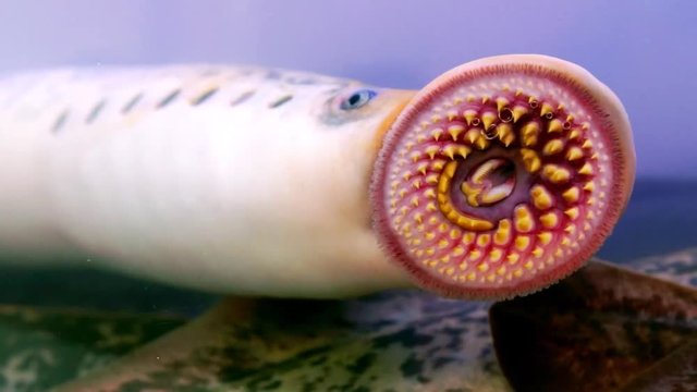 lamprey river lamprea  fresh parasite fish in aquarium closeup  , video hd footage