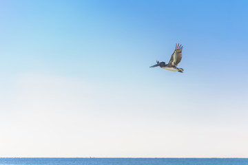 Fototapeta na wymiar Big Pelican flies over the sea