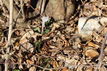 Paesaggi naturali - TRENTO - TRENTINO 