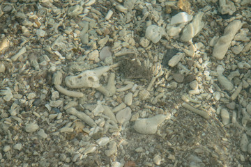 Clear waves over shells and corals