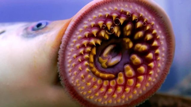 river lamprey lamprea close up  a species of parasitic  predatory  jawless fish , lampern  lampetra in Galicia Spain closeup  , video hd footage