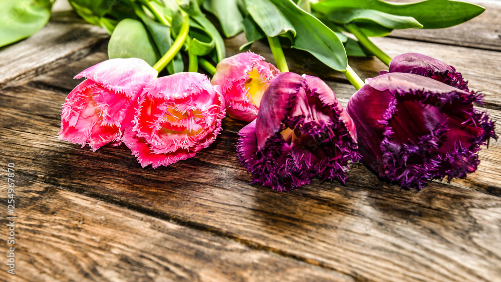 Wall mural Tulips on old wooden boards.