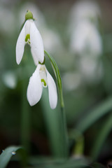 Snowdrops with waterdrops on it