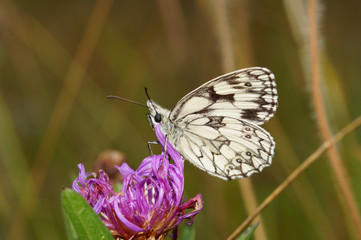 Melanargia galathea (LINNAEUS, 1758) Schachbrett DE, NRW, Lampertstal, Eifel 15.07.2016