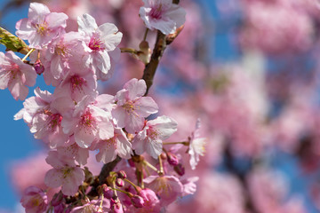 Kawazu Sakura of Fukuei Sports Plaza, Ichikawa City, Chiba Prefecture, Japan