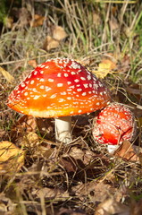 Red fly agaric (lat. Amanita muscaria) grow in the autumn forest