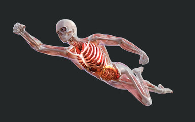 Fototapeta premium 3d Illustration of a Male Skeleton Muscle System, Bone and Digestive System with Clipping Path