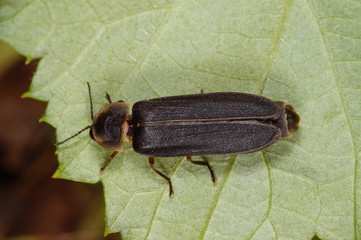 Lampyris noctiluca Großer Leuchtkäfer, Großes Glühwürmchen, Großes Johannisglühwürmchen DE, RLP, Reil, Mosel 15.07.2016
