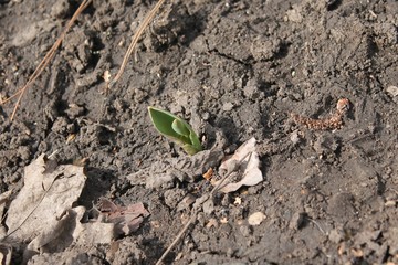 small tulip growing in the ground