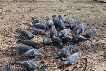 Fototapeta premium pigeons in the park in the spring afternoon