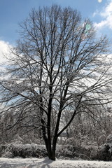 Winter scene with trees, snow, a bright colored sky.