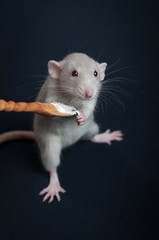 Gray rat eat from wooden spoon