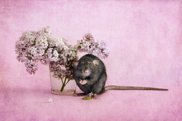 Black dumbo rat is sitting near lilac flowers in tumbler