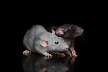 Cute dumbo rats sitting together on black background
