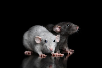 Two black and grey dumbo rats sitting together on black background