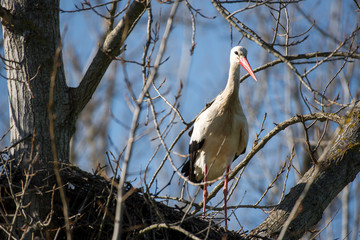 Ciconia
