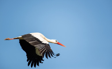 Ciconia