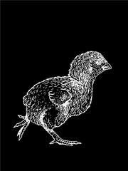 Fototapeta na wymiar Graphical chick isolated on black background, vector illustration