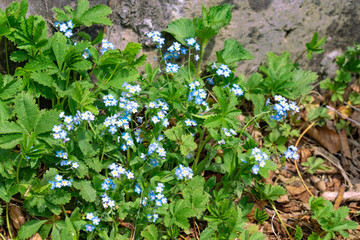 forest flowers of a forget-me-not in spring