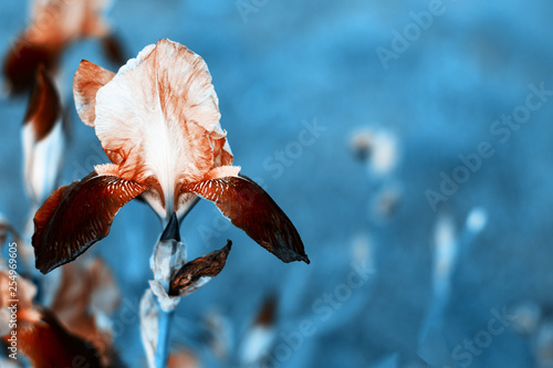 Close Up Of Iris Flower On Green Background With Changed