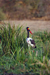 The saddle-billed stork (Ephippiorhynchus senegalensis) among the reeds in the river.