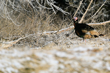 Wild Turkeys forage for food amongst the trees at Lake Scott State Park, in Western Kansas, February 2019