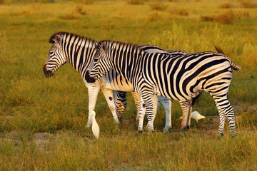 Fototapeta na wymiar The plains zebra (Equus quagga, formerly Equus burchellii), also known as the common zebra or Burchell's zebra in the sun-drenched morning savannah. African herbivore - zebra in the morning light.