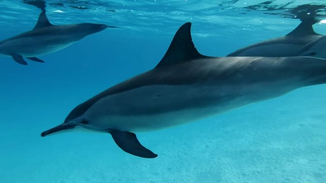 Family of dolphins very close slowly swims under sufrace of blue water. Slow motion, Closeup, Underwater shot. Spinner Dolphin (Stenella longirostris) in Red Sea, Sataya Reef (Dolphin House)  