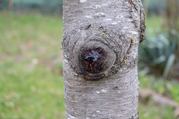 Golden resin on the cherry tree branch