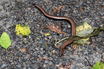 Blindschleiche Echse Close Up