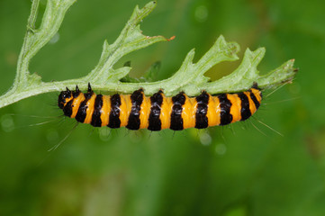 Tyria jacobaeae (LINNAEUS, 1758) Jakobskrautbär, Raupe DE, NRW, Köln-Chorweiler 12.07.2016