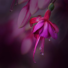 pinke Fuchsia in  künstlerischer Gemäldeform für Leinwanddruck