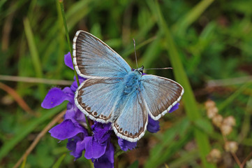 Polyommatus coridon (PODA, 1761) Silbergrüner Bläuling DE, NRW, Lampertstal, Eifel 15.07.2016