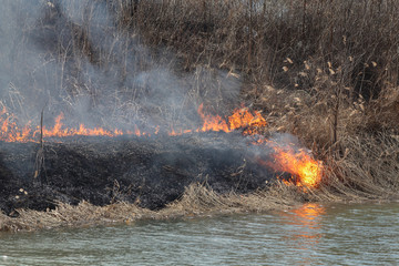 Natural disaster, fire destroying cane grass and bush at riverbank in marsh