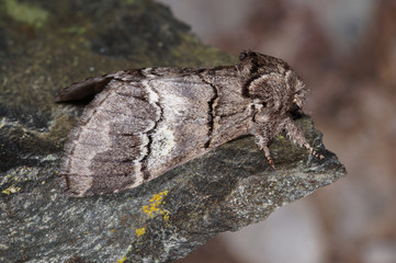 Drymonia querna ([DENIS & SCHIFFERMÜLLER], 1775) Weißbinden-Zahnspinner DE, RLP, Reil, Mosel 15.07.2016