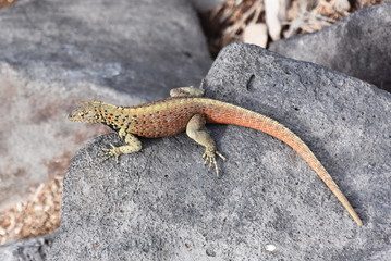 The small lava lizard Microlophus delanonis sitting on a stone