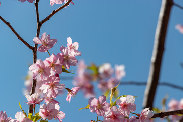 Kawazu Sakura of Fukuei Sports Plaza, Ichikawa City, Chiba Prefecture, Japan