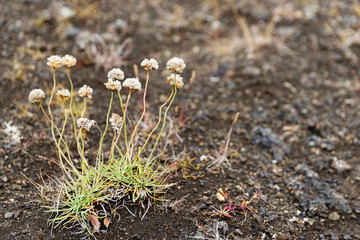 Strand-Grasnelke (Armeria maritima), Hochland, Island