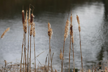 Spaziergang im Regen, Fr&uuml;hjahr im Wald