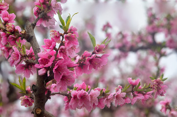Fototapeta na wymiar Orchard of peach trees bloomed in spring.