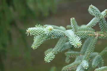 Abies delavayi Sapin du Yunnan-1